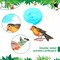 30PCS Bird Birthday Party Decorations – Hawaiian Tropical Hanging Swirl Foil Ceiling Swirls, Rainforest Animal Decor for Summer Beach Luau Tiki Party, Home & Classroom Supplies